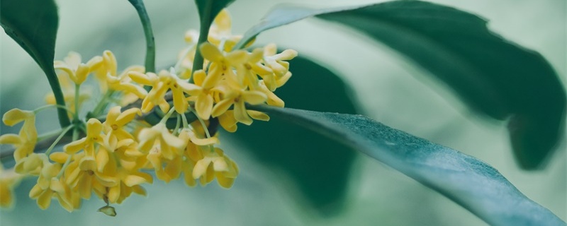 鎮(zhèn)宅招財旺人的植物