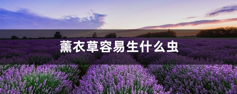 薰衣草容易生什么蟲，薰衣草生蟲怎么處理