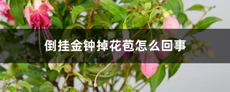 倒掛金鐘掉花苞怎么回事，怎么辦