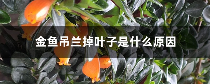 金魚吊蘭掉葉子是什么原因，怎樣補(bǔ)救