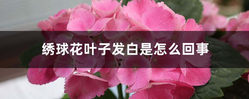 繡球花葉子發(fā)白是怎么回事，怎么治