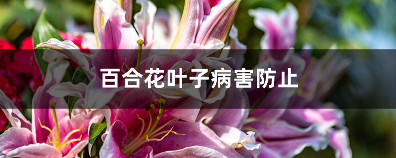 百合花葉子病害防治