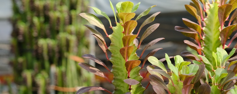 鎮(zhèn)宅辟邪什么綠植最好，什么植物招財(cái)擋煞氣