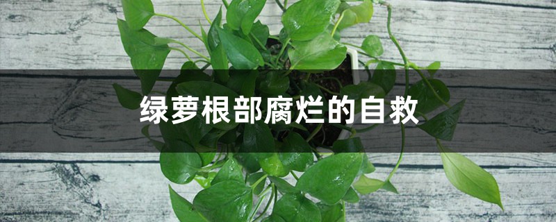 綠蘿爛根的原因及處理方法