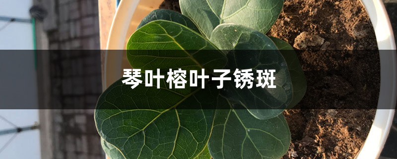 琴葉榕葉子銹斑怎么治，能變回來(lái)嗎