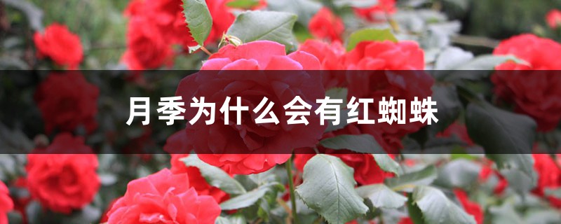 月季為什么會有紅蜘蛛