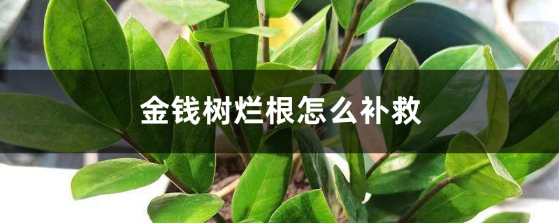 金錢樹爛根怎么補救，爛根不換土行嗎