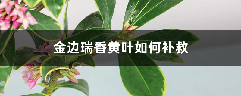 金邊瑞香黃葉的原因及處理辦法