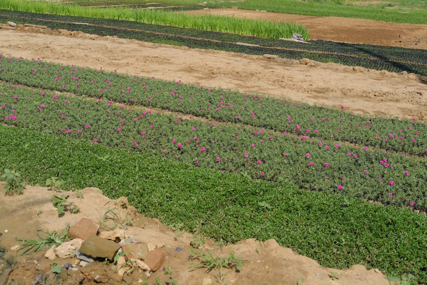 太陽(yáng)花