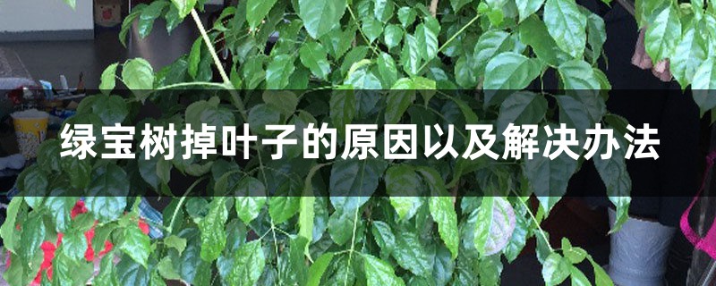 綠寶樹掉葉子的原因以及解決辦法，掉葉子還會(huì)長(zhǎng)嗎