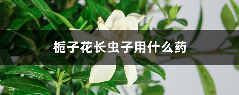 梔子花長(zhǎng)蟲子用什么藥