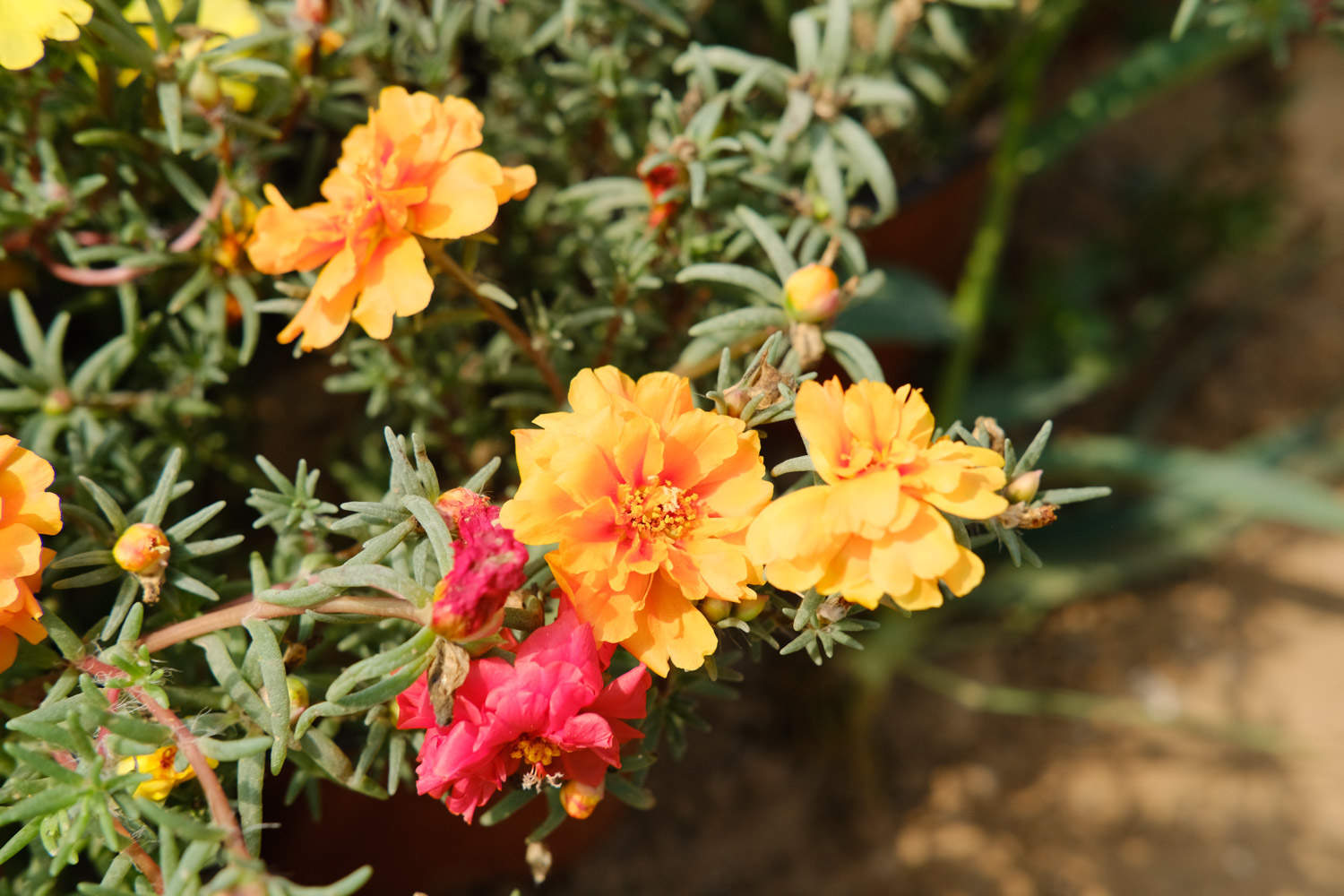 太陽(yáng)花