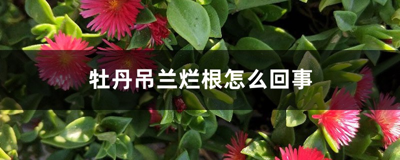 牡丹吊蘭爛根怎么回事