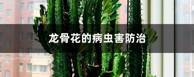 龍骨花的病蟲害防治