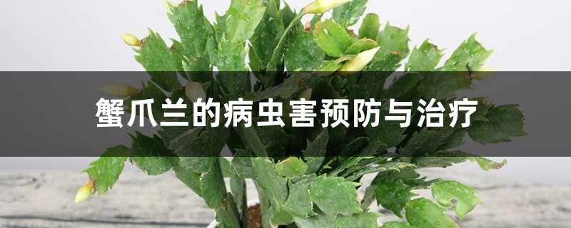 蟹爪蘭的病蟲(chóng)害預(yù)防與治療，容易感染病蟲(chóng)害嗎