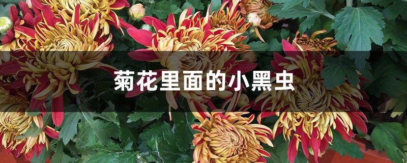 菊花里面的小黑蟲(chóng)是什么，怎么去除