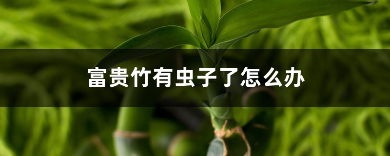 富貴竹有蟲子了怎么辦，生蟲可以用多菌靈嗎