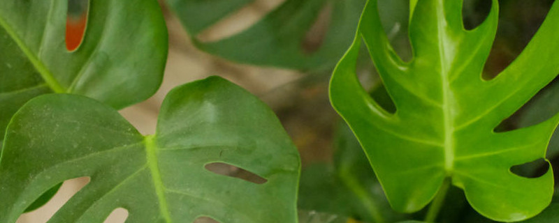 空氣凈化植物十大排名