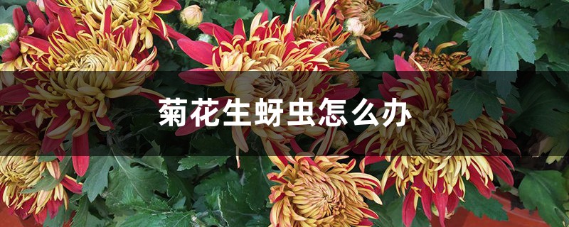 菊花生蚜蟲怎么辦