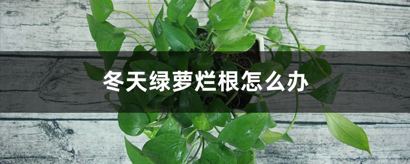 冬天綠蘿爛根怎么辦