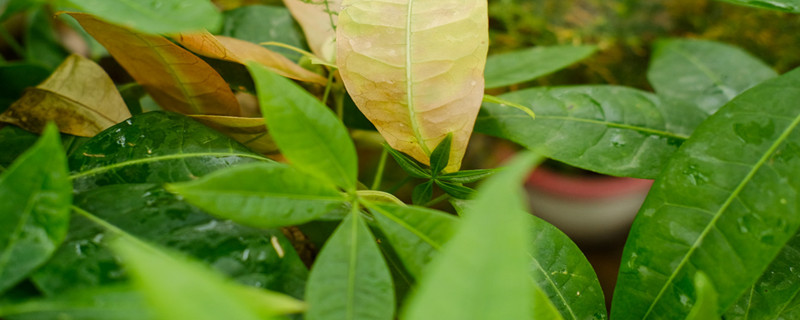 客廳擺什么植物好看又旺財(cái)