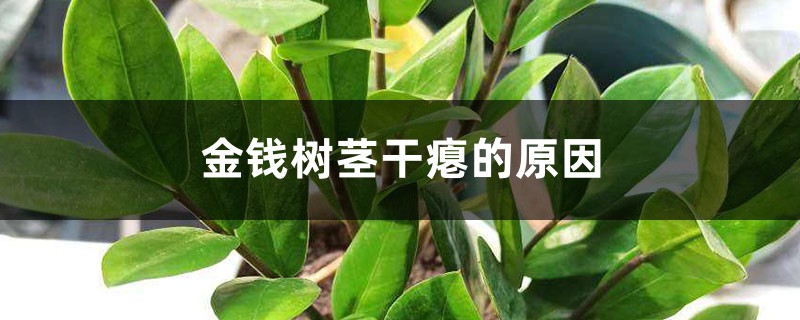 金錢(qián)樹(shù)莖干癟的原因，莖皺能恢復(fù)嗎