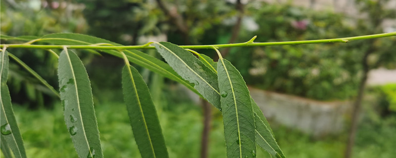 五樹進宅 人窮家敗