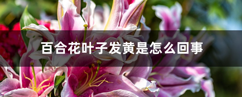 百合花葉子發(fā)黃是怎么回事，怎么救