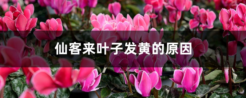 仙客來葉子發(fā)黃的原因，葉子發(fā)黃急救