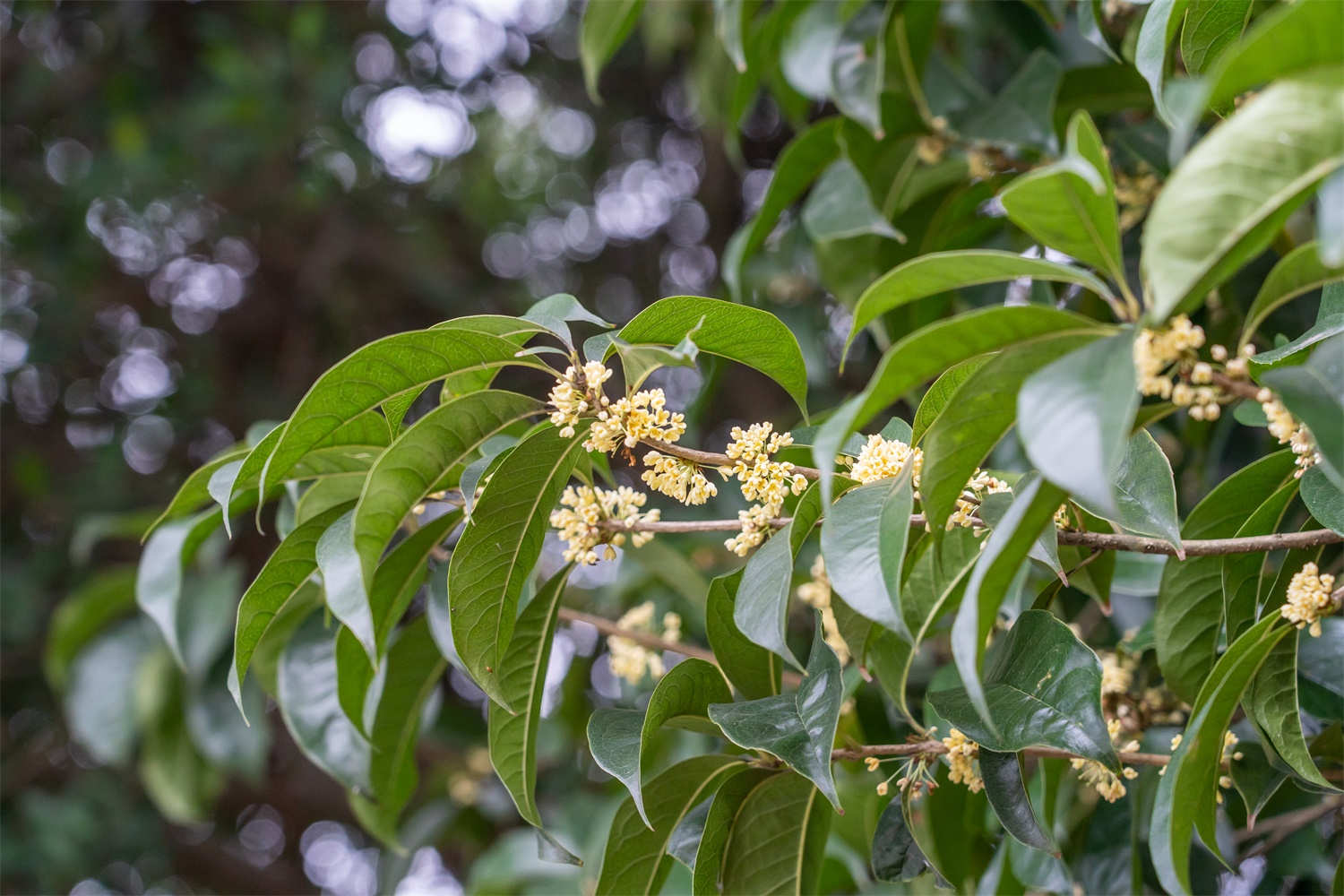 桂花樹