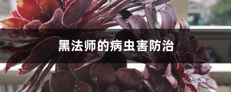 黑法師的病蟲(chóng)害防治