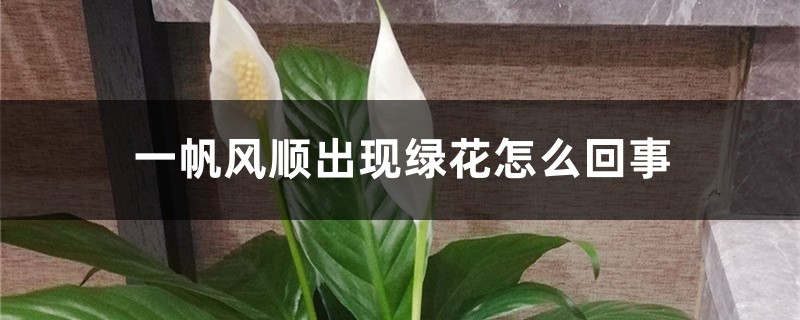 一帆風順出現(xiàn)綠花怎么回事，怎么處理