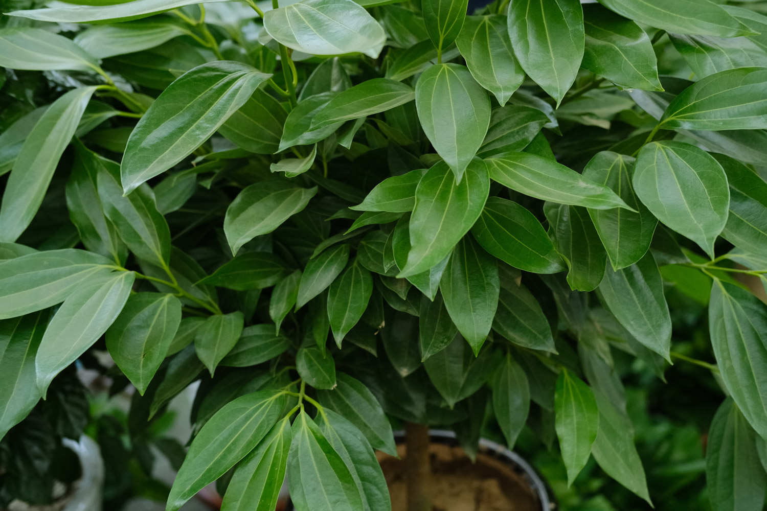 平安樹