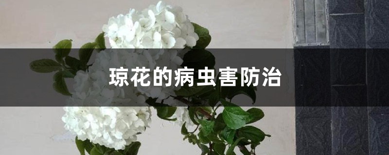 瓊花的病蟲(chóng)害防治