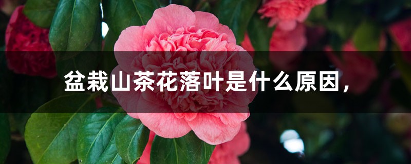 盆栽山茶花落葉是什么原因，什么時(shí)候開花