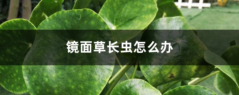 鏡面草長(zhǎng)蟲怎么辦