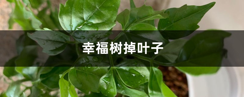 幸福樹掉葉子是什么原因，怎么挽救