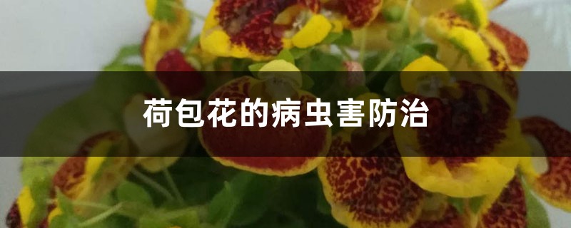 荷包花的病蟲害防治