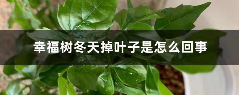 幸福樹(shù)冬天掉葉子是怎么回事