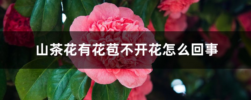 山茶花有花苞不開(kāi)花怎么回事，有花苞時(shí)怎樣施肥和管理