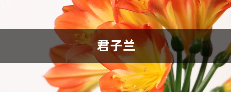 爛根的多肉君子蘭，隨手扔水里，竟然長(zhǎng)瘋了！