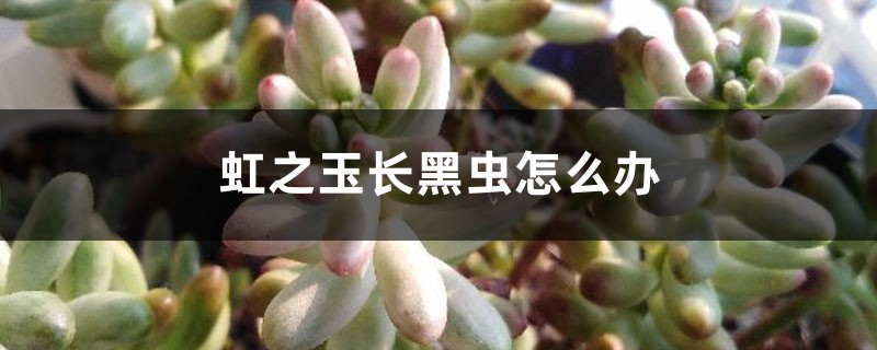 虹之玉長(zhǎng)黑蟲怎么辦