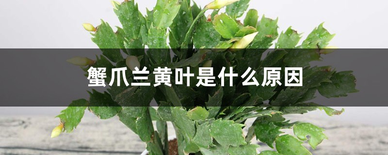 蟹爪蘭黃葉是什么原因，用什么補(bǔ)救