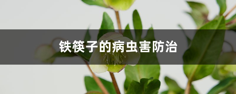 鐵筷子的病蟲(chóng)害防治