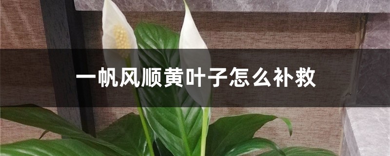 一帆風(fēng)順黃葉子怎么補(bǔ)救，黃葉的原因