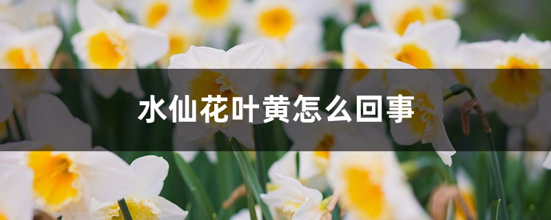 水仙花葉黃怎么回事，葉黃怎么處理