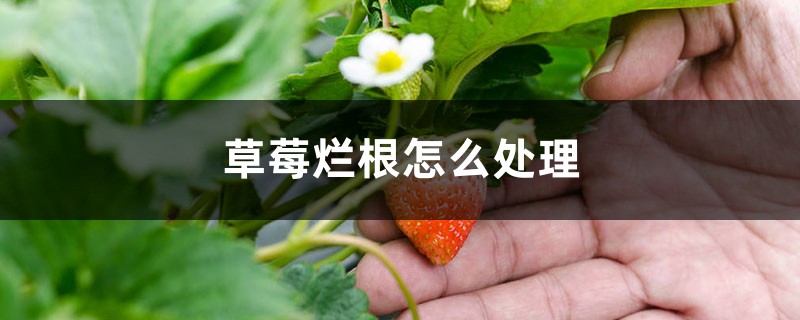 草莓爛根怎么處理