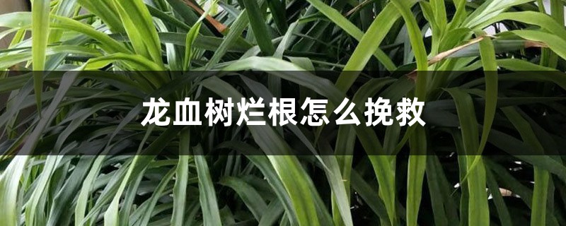 龍血樹爛根怎么挽救