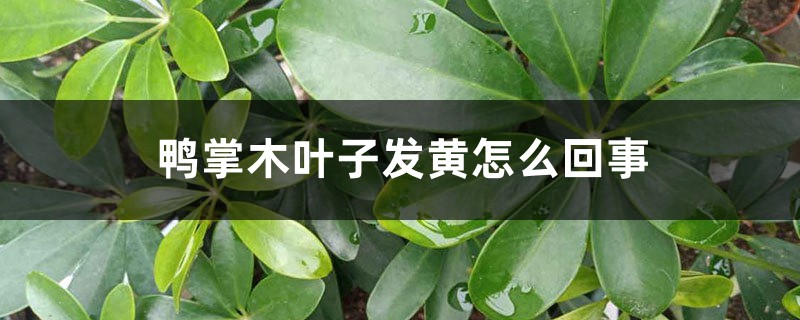 鴨掌木葉子發(fā)黃怎么回事