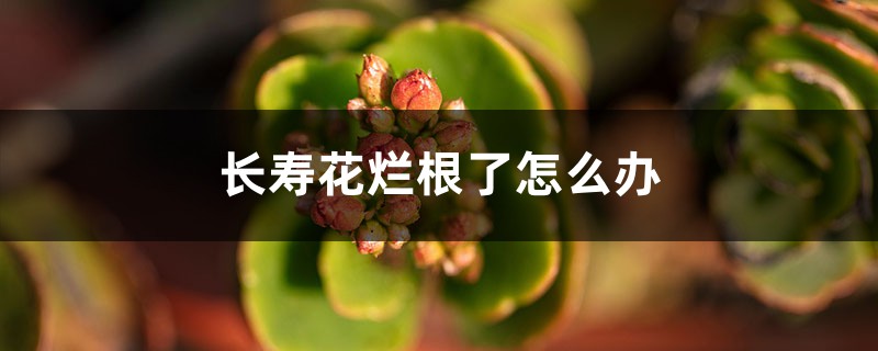 長壽花爛根了怎么辦